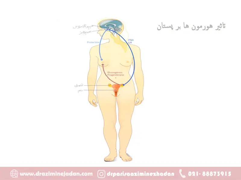تاثیر-هورمون-ها-بر-پستان