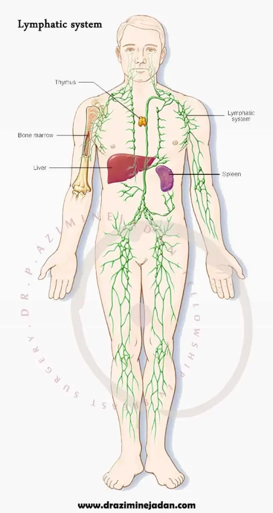 سییستم لنفاوی بدن